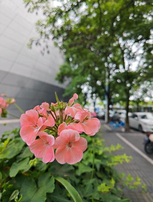 唐砖全文免费阅读_唐砖无弹窗完整版在线看